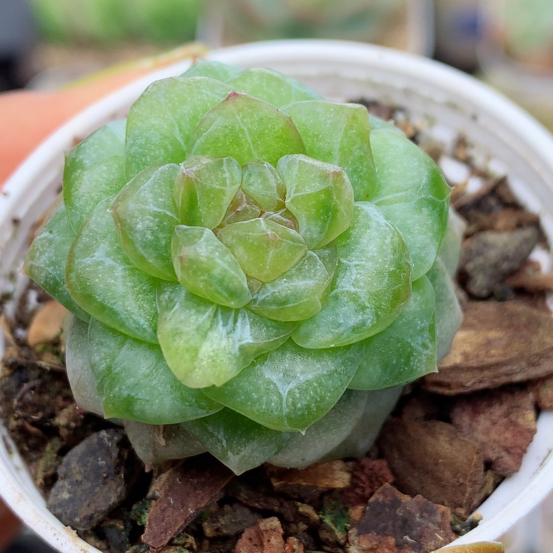 58包邮  群生不包整石化糖心25