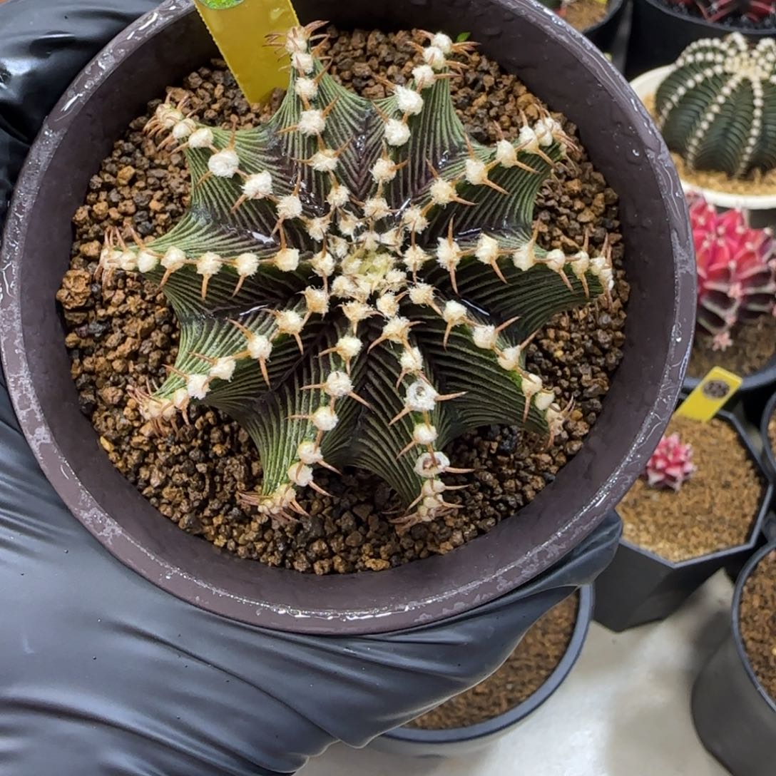 142号泰系实生密纹肋骨9r001