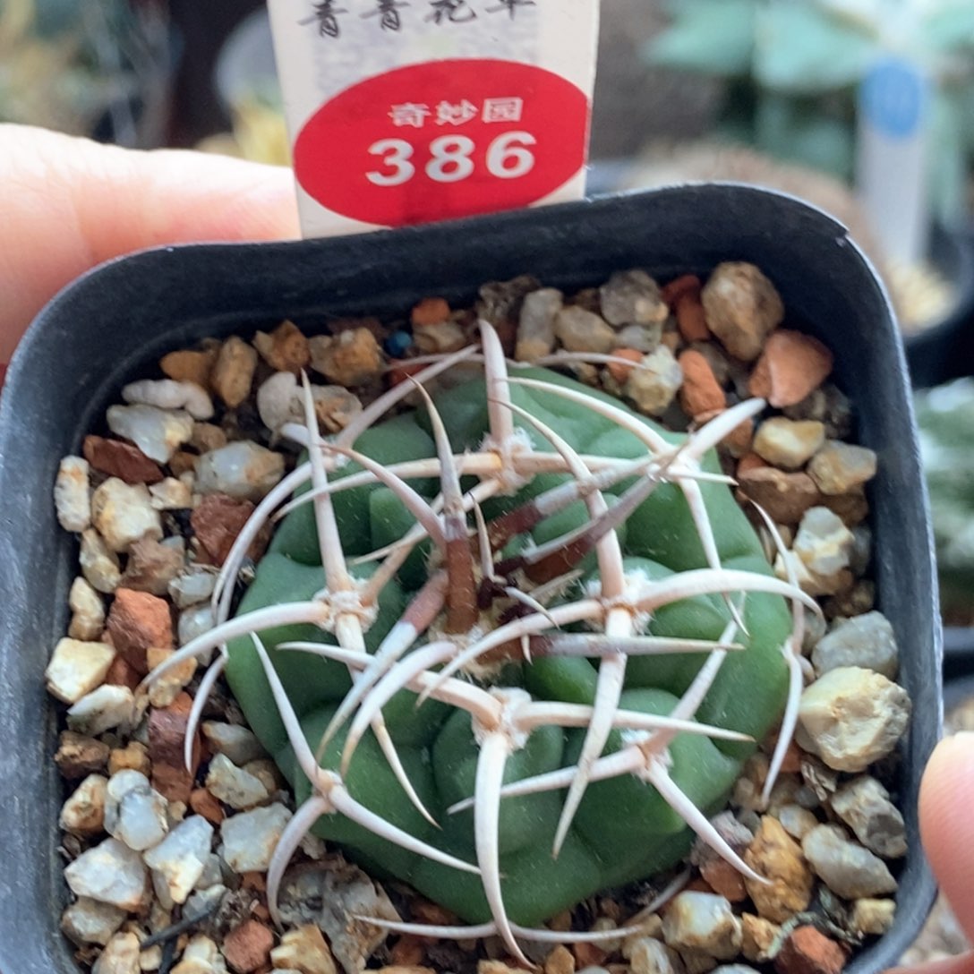 实生豪刺碧岩玉一颗仙人球