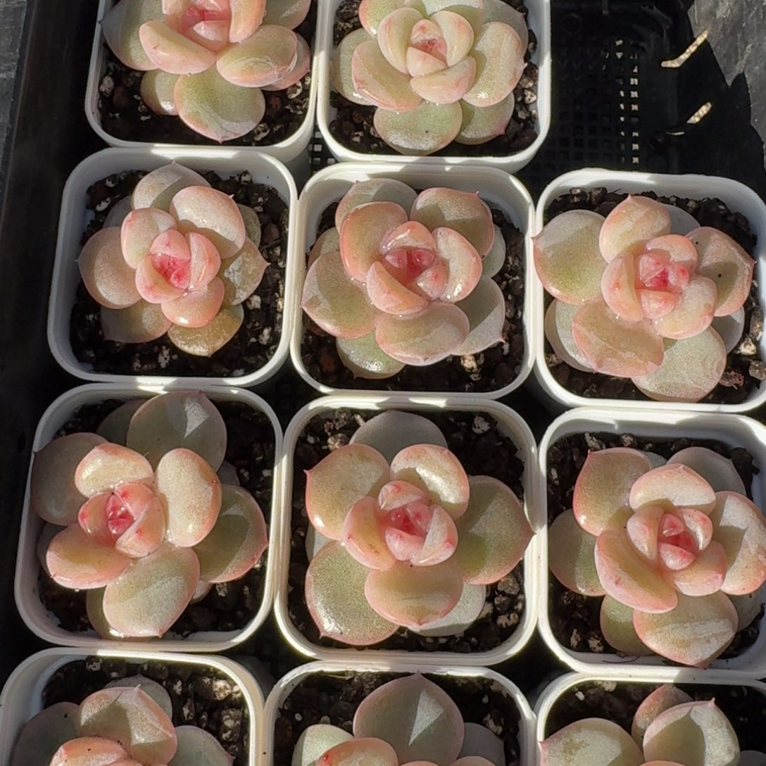 1114-19-小桃单头量拍