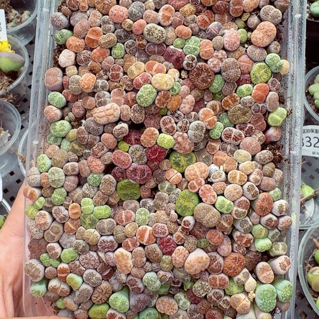 8349––零下地区需拍保温箱