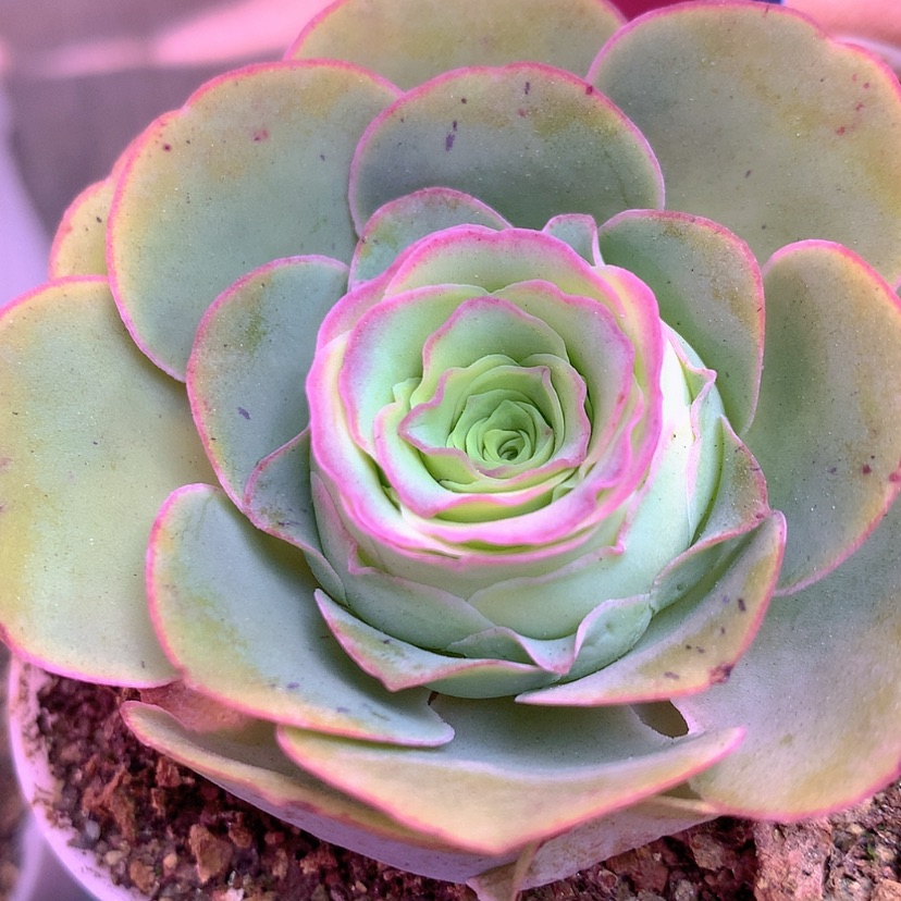 【闪购商品】yjj359蕾丝