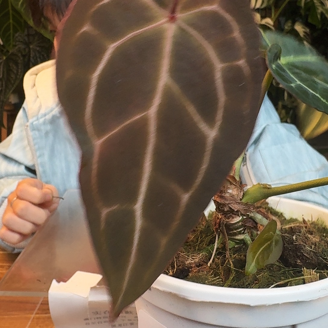 完全开放G125红水晶杂巧克力