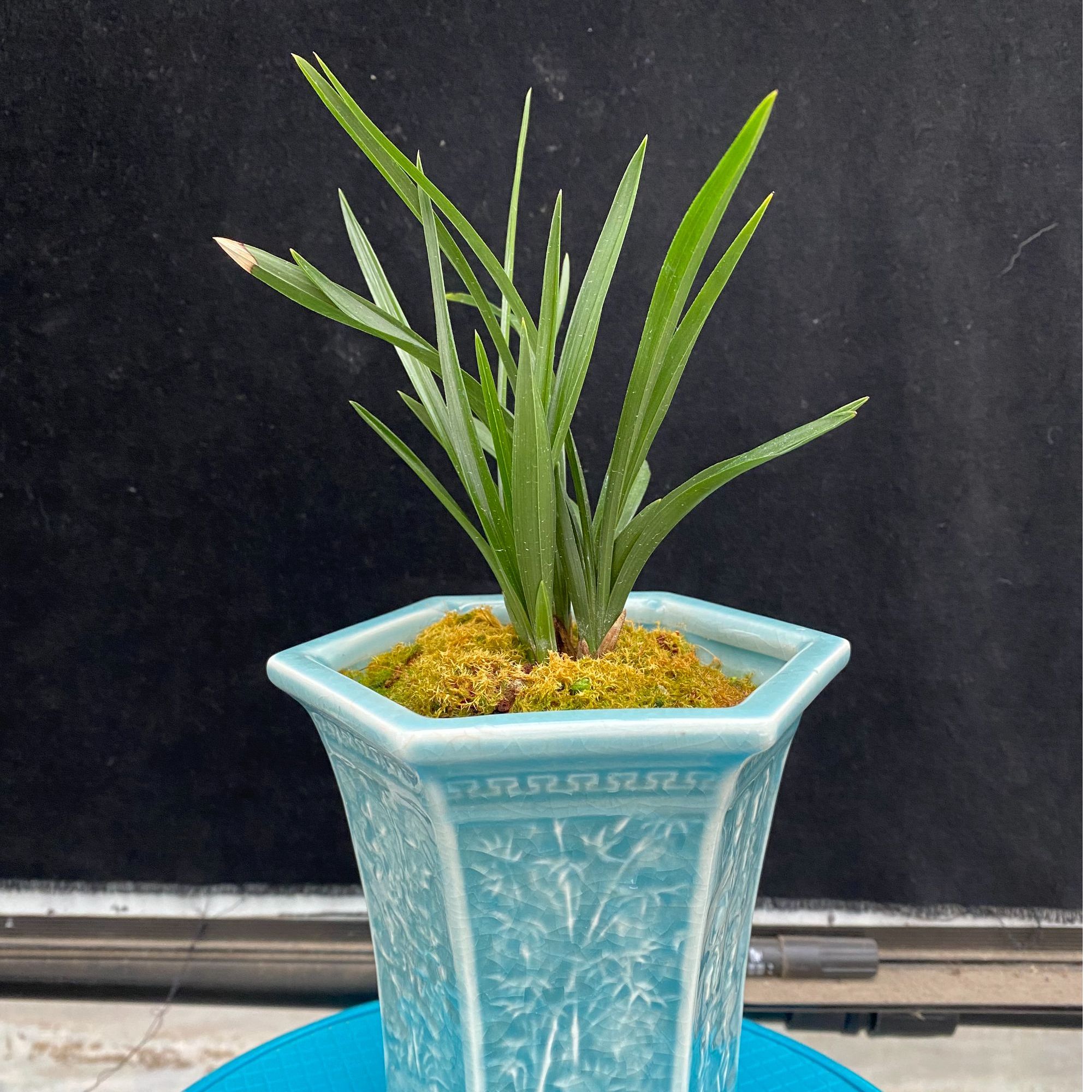 新【万能链】绿植裸根发货 不带植料 自己种植