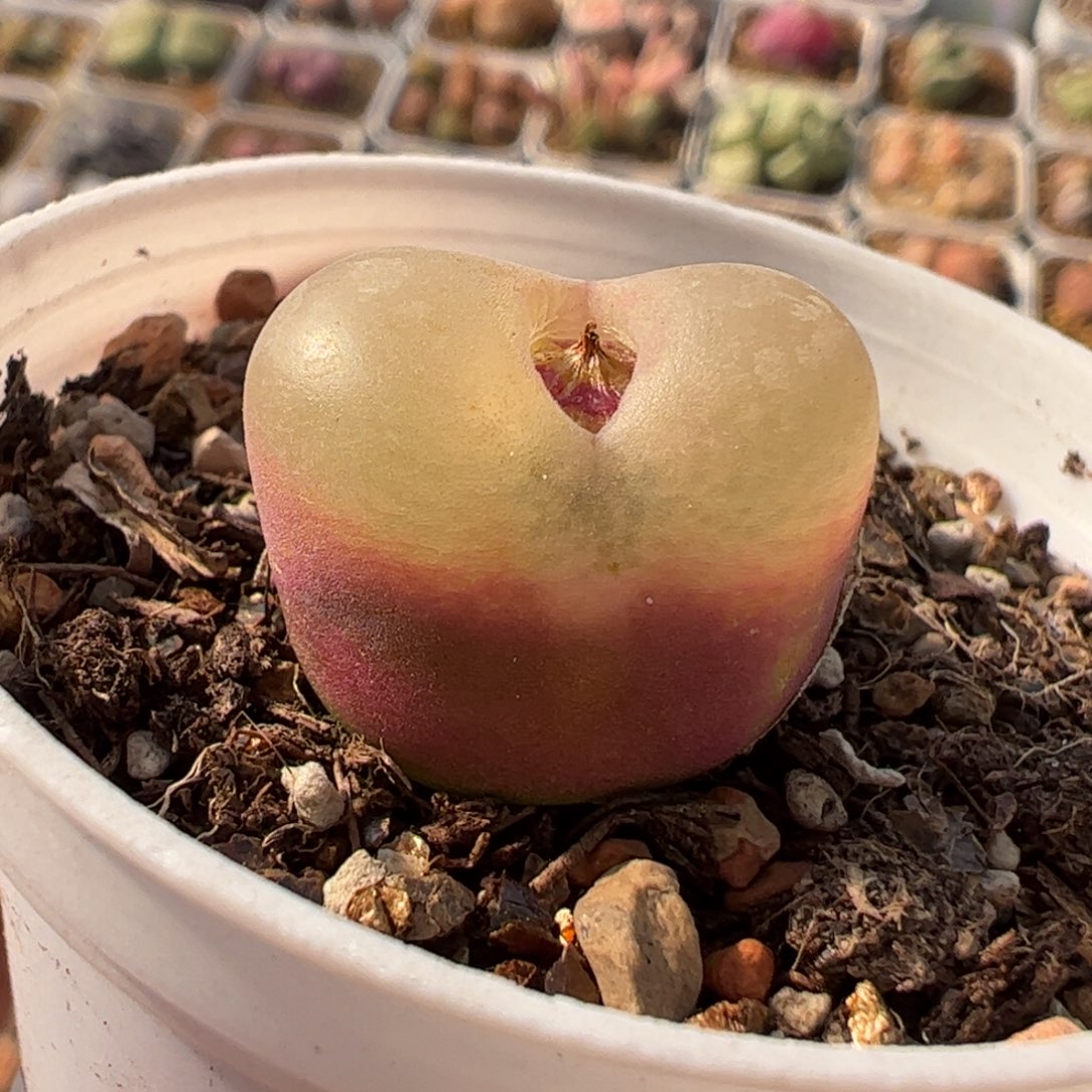 一***果411多肉植物组合