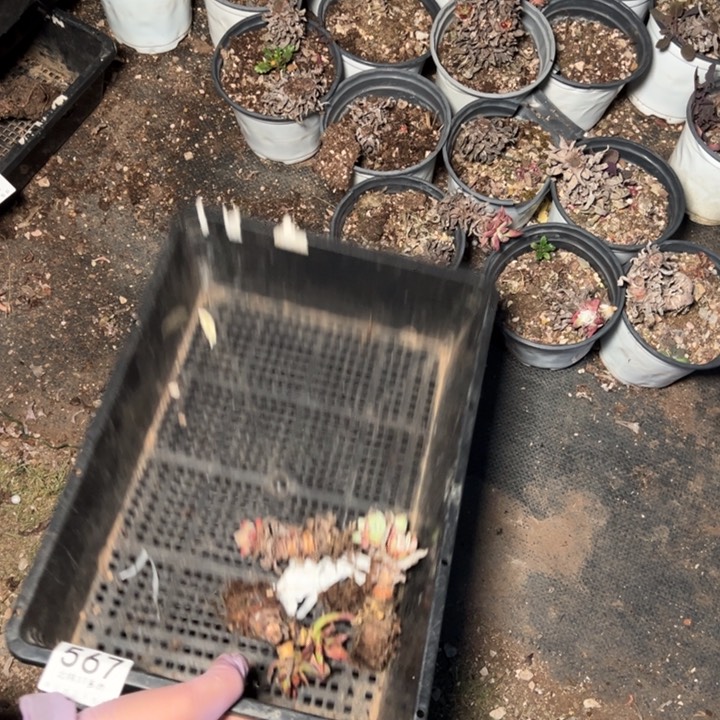 567个哈哈哈哈哈哈哈