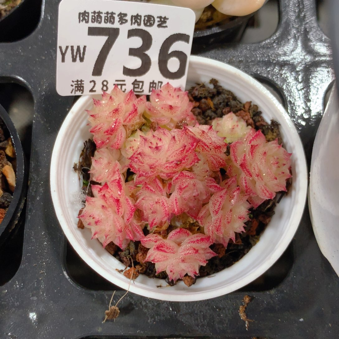5CM拇指盆精控多肉YW736