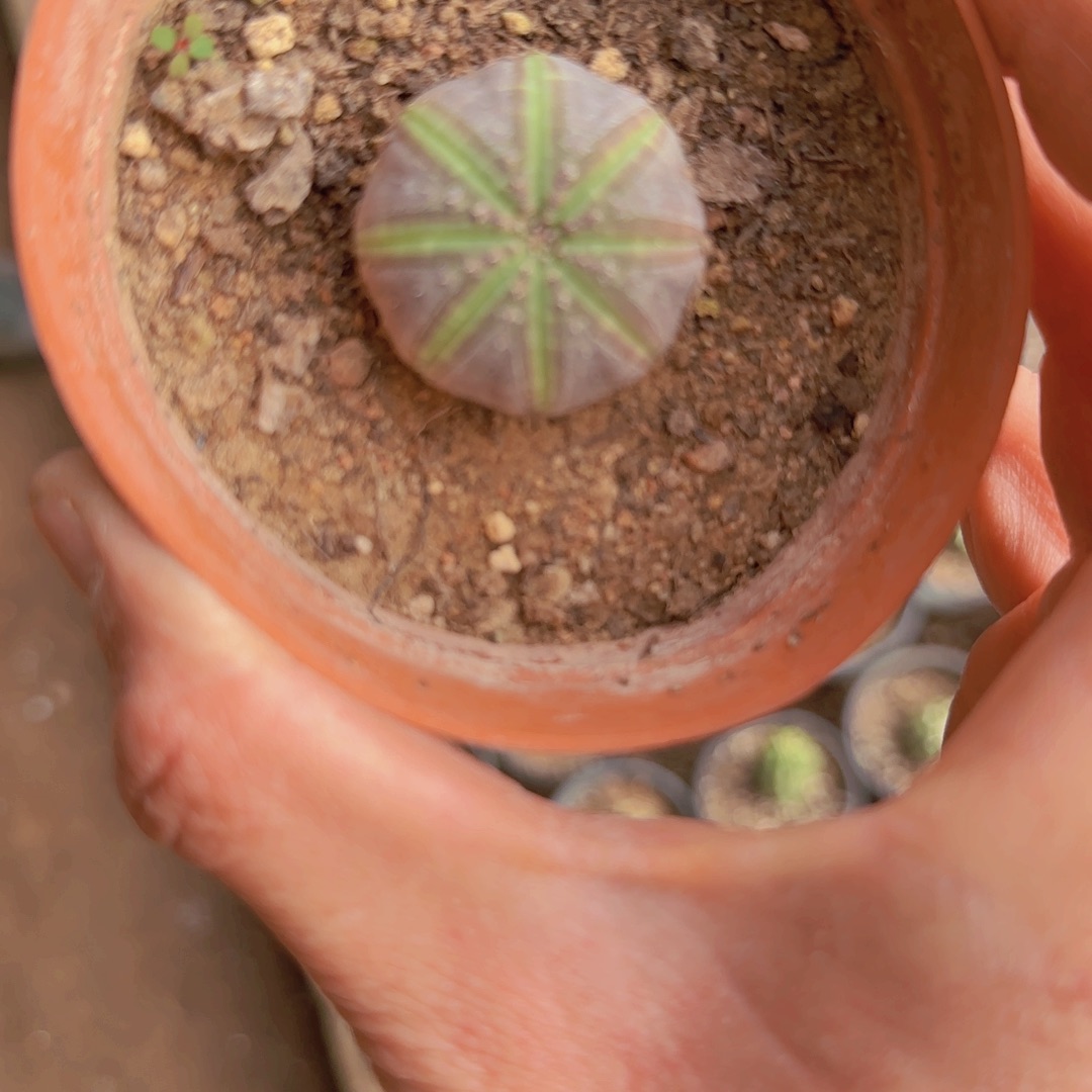 宝***熊块根植物块根植物