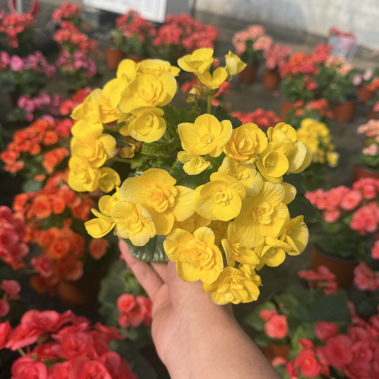 重瓣丽格海棠多年生黄丽斯室内花卉带花苞发货四季开花好养易