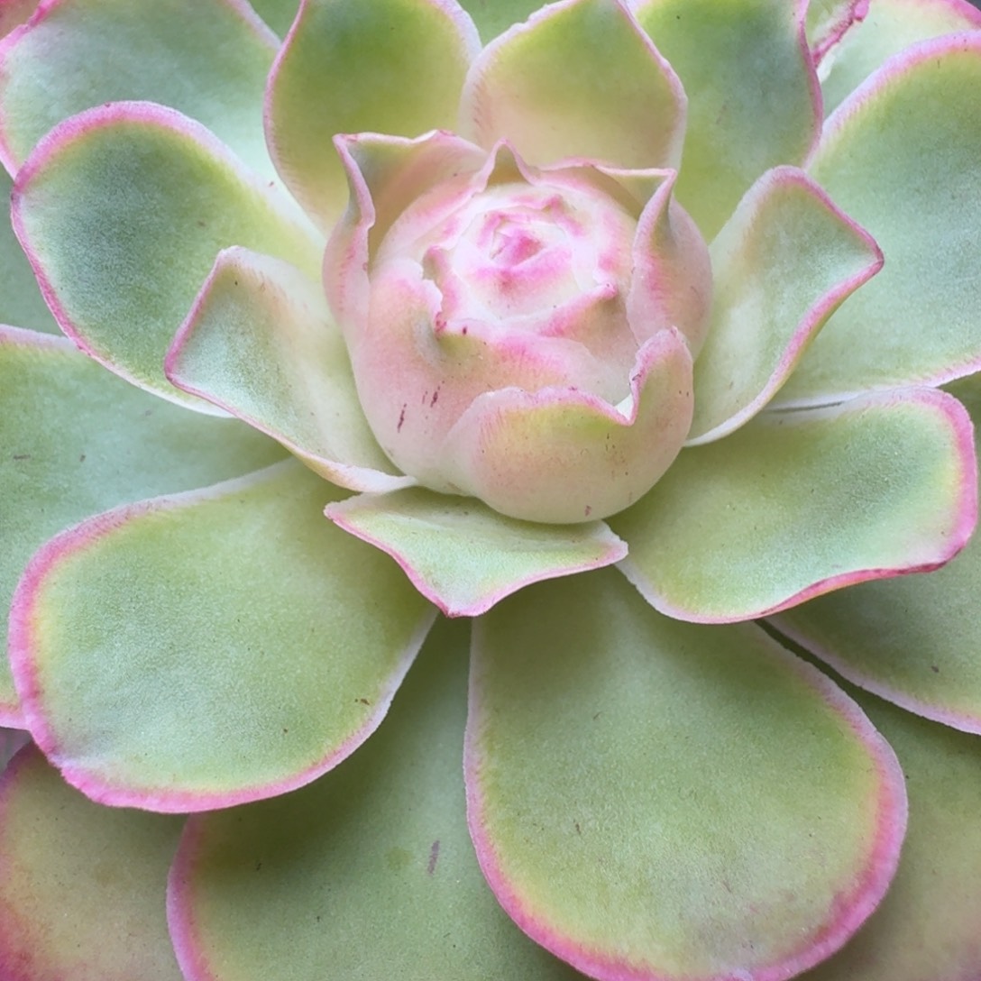 不***倦楹楹-150-冠幅 6cm
