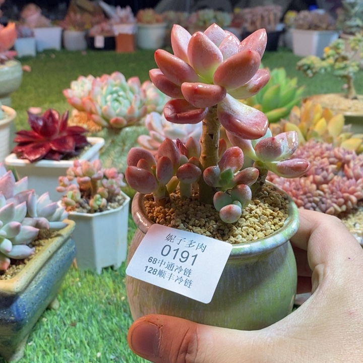 0191啊啊啊啊啊啊啊啊啊啊