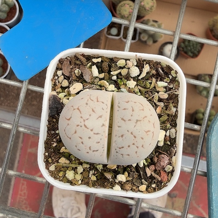 大白肉锥单头3仙人球