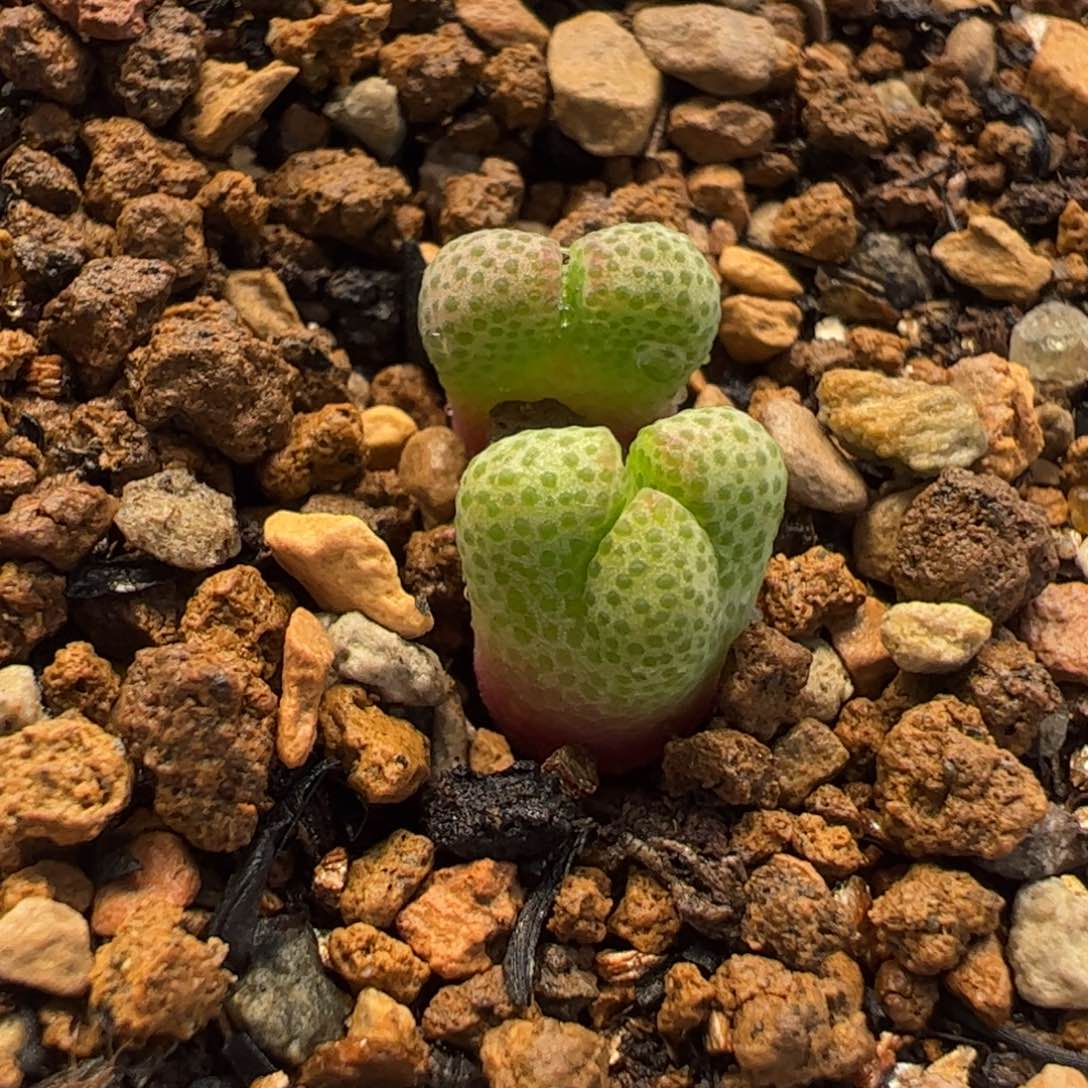 621多肉植物百科