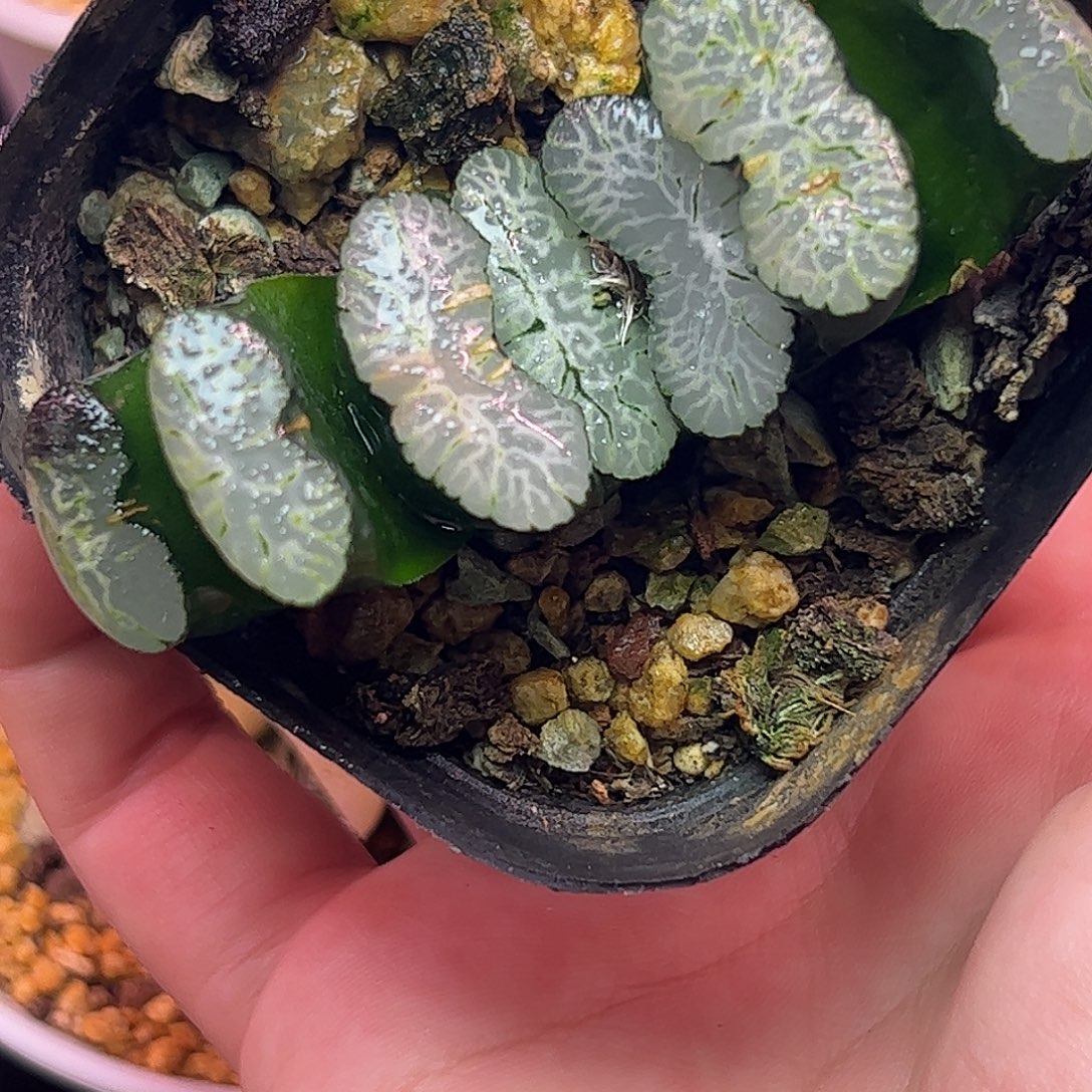 纳斯卡线十二卷多肉植物