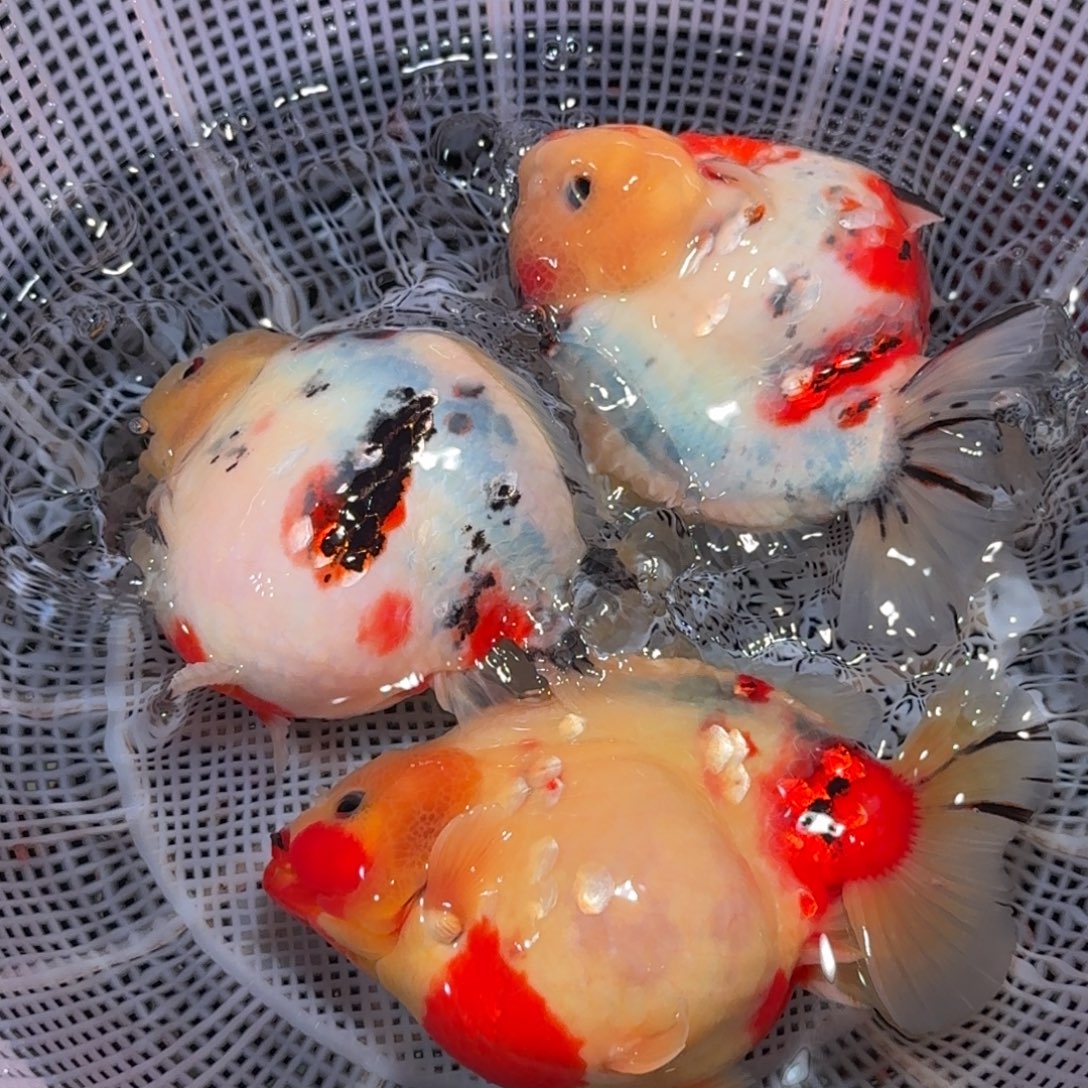 金鱼精品短尾狮子