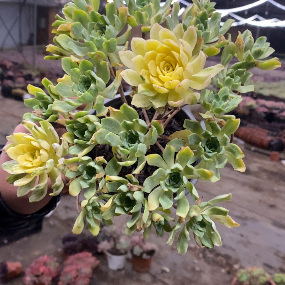 爱染锦多头群生老桩