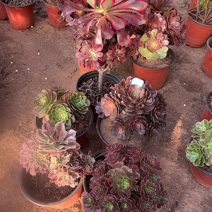 898多肉植物瑕疵特价，