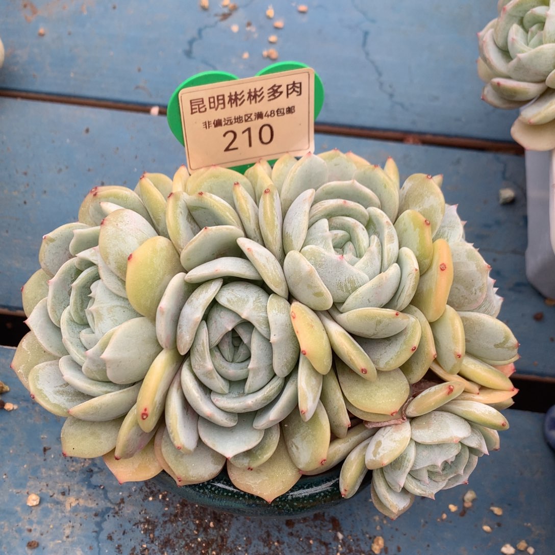 劳林朵朵缀无砍210