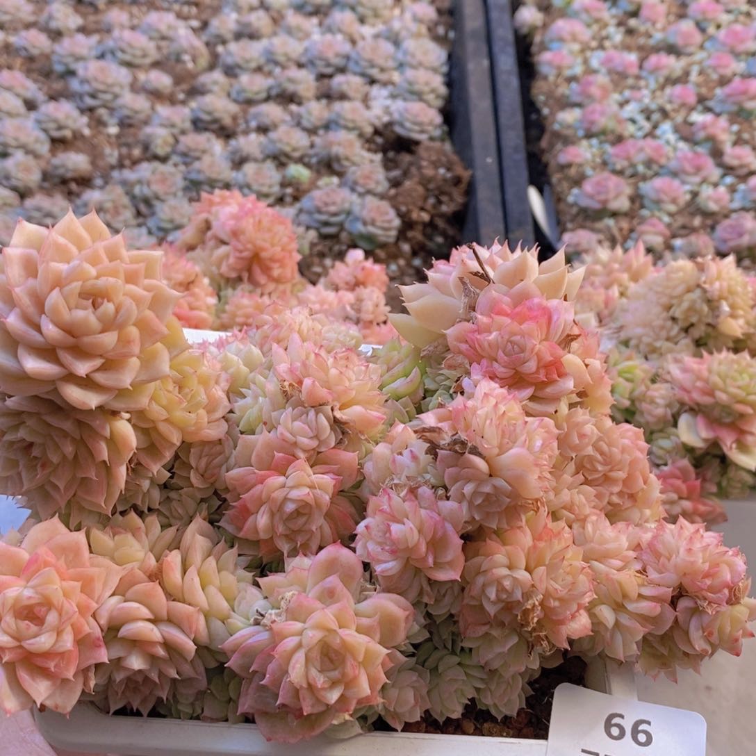 量拍。一颗。066。带盆土