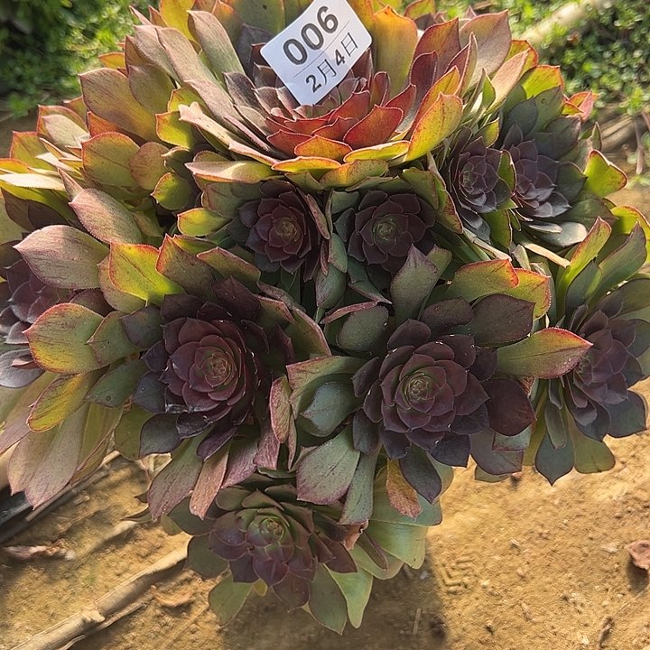 淋*2.4-6桃花石多肉