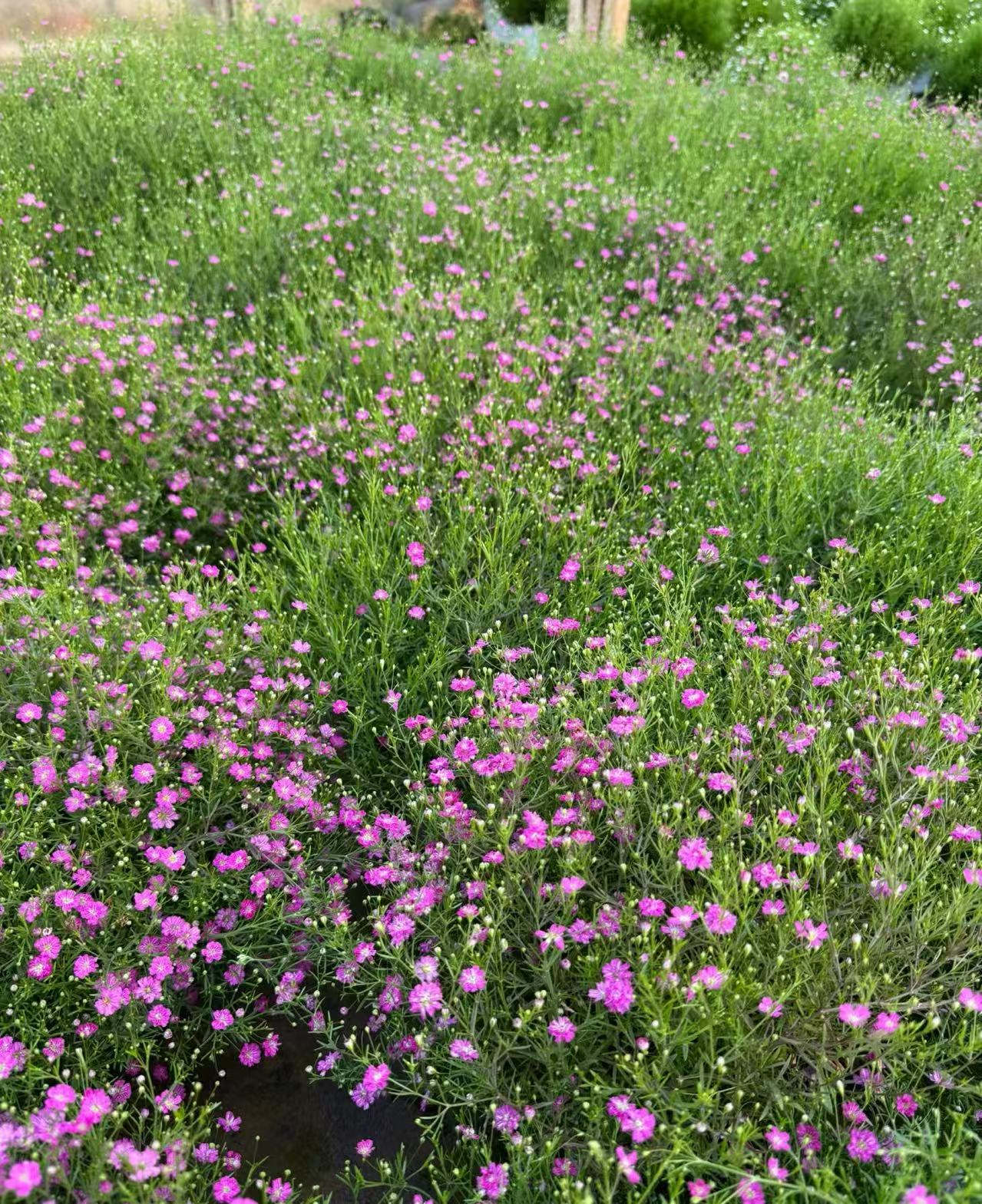 满天星开花易活阳台四季盆栽花草开花不断花卉植物