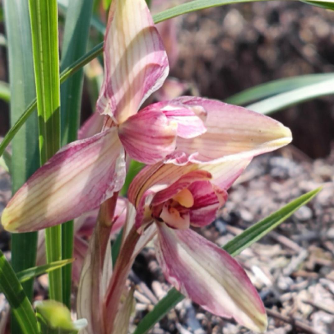 春兰红孩儿粉红色梅瓣花