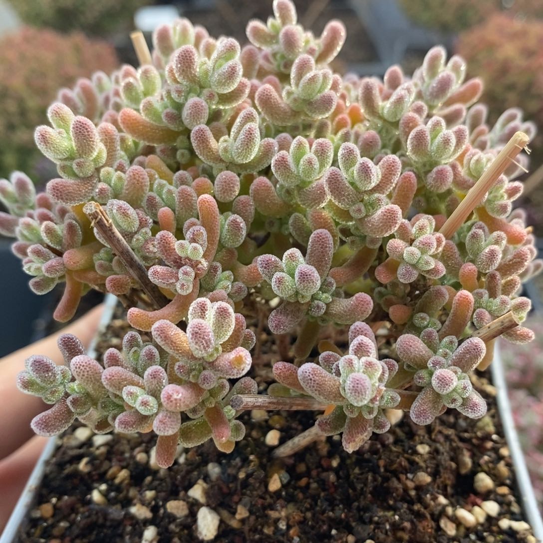 优选冰晶4727年后发货