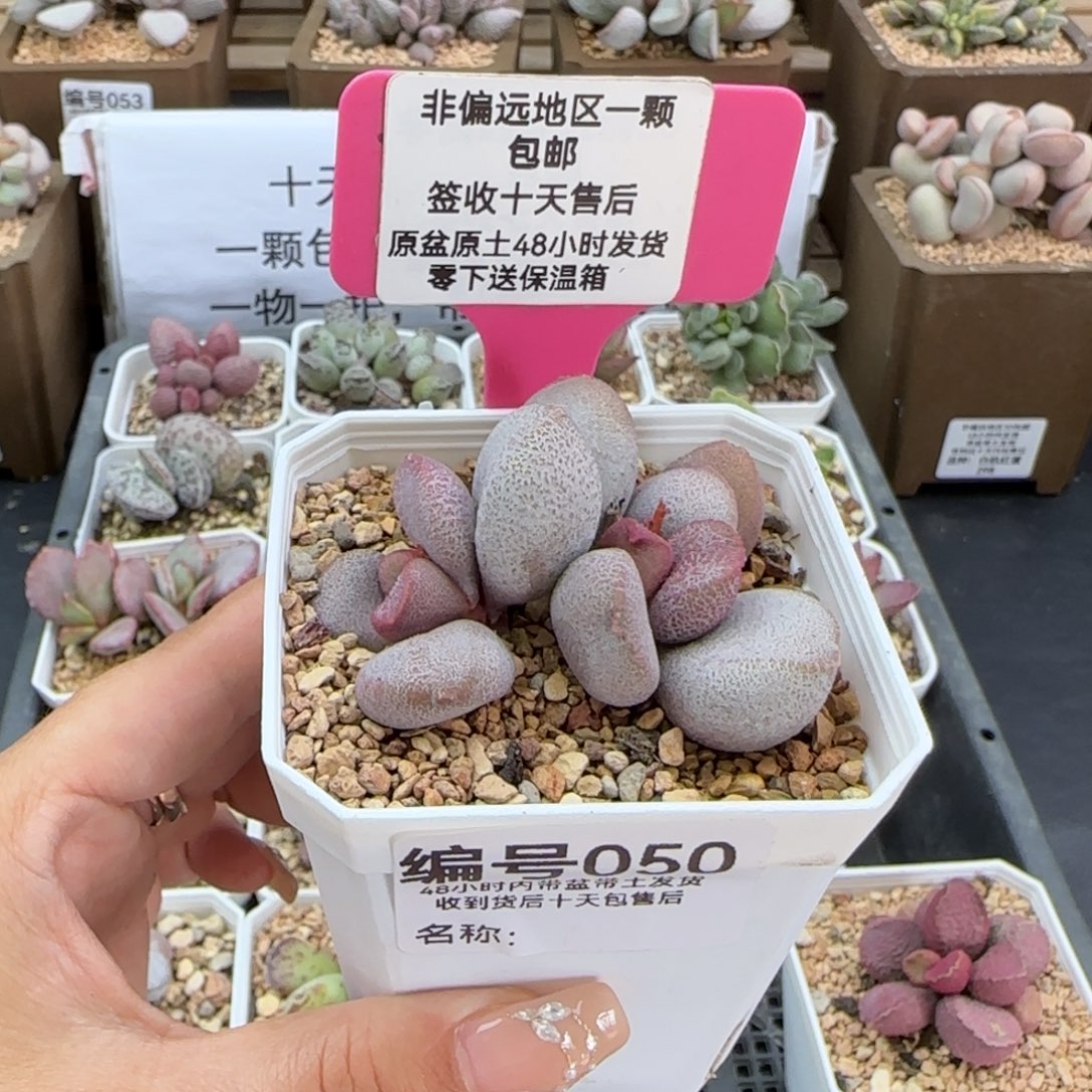 050甜心多肉植物