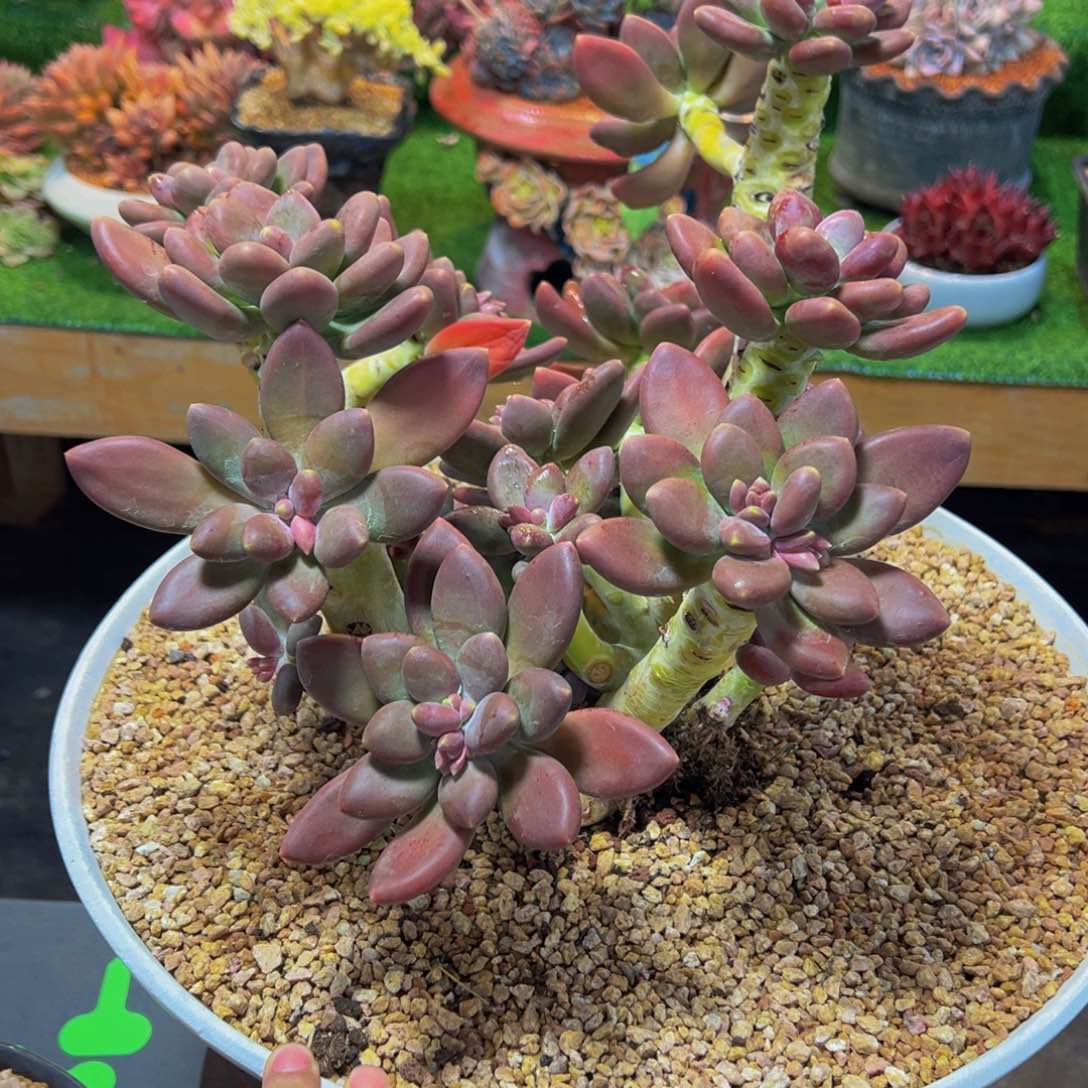 琼**玛芒果奶一颗肉肉发货