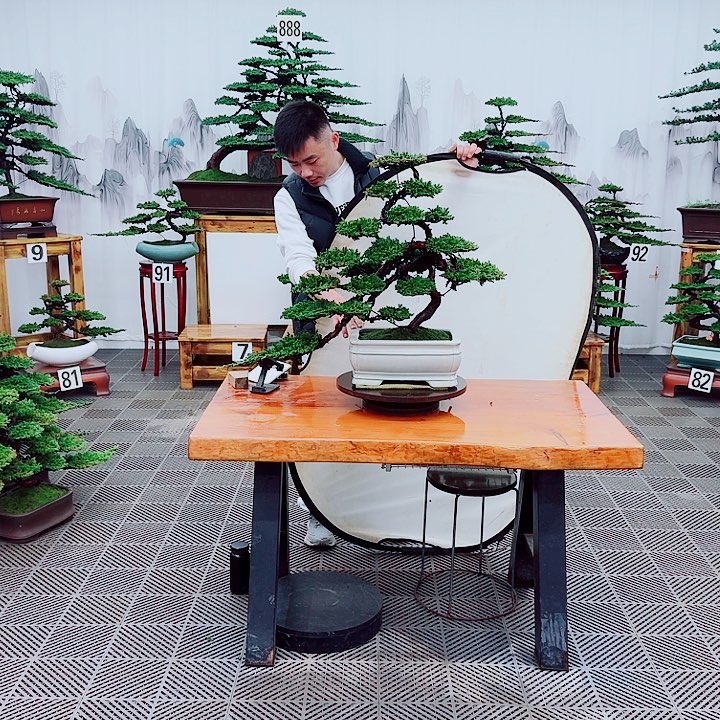 无花朵松柏盆景，一物一拍