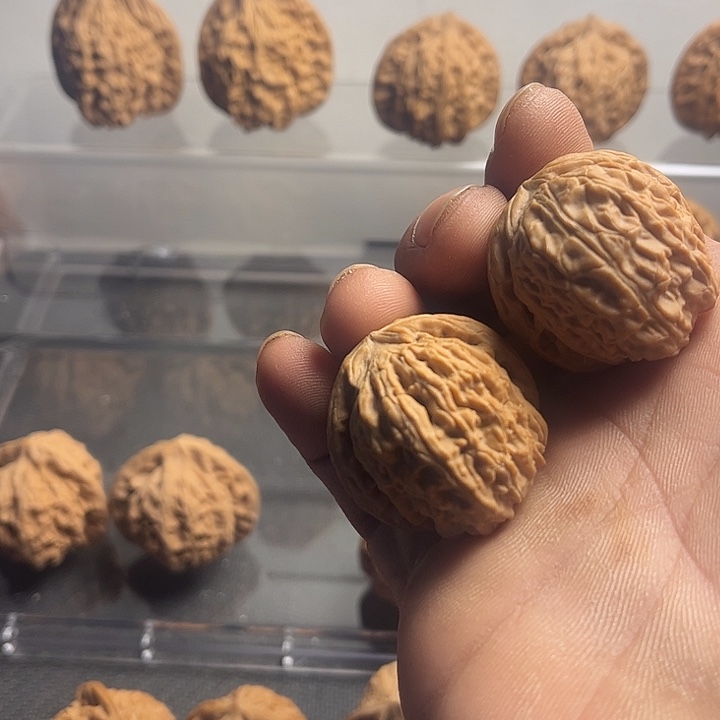 桃核吊坠33白狮子…………