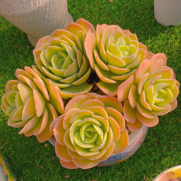 谢谢你的支持0000058