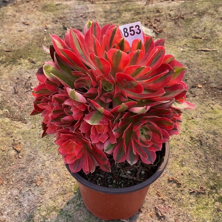 女巫多肉植物853