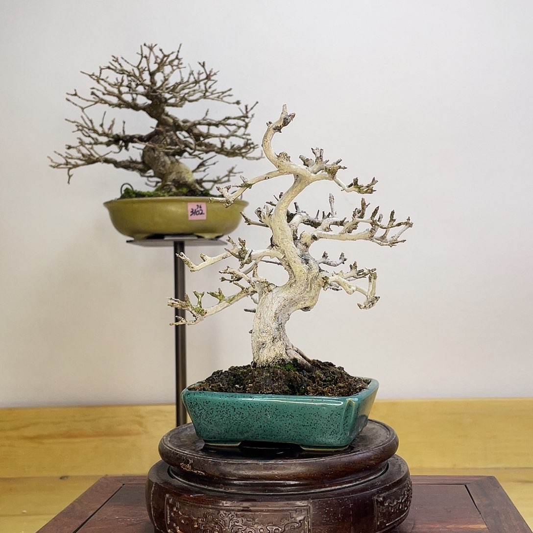 木本扭杆石榴盆栽
