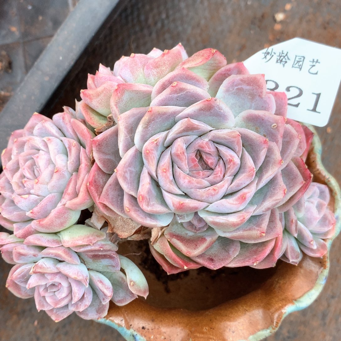 2321不包掉头整散特价