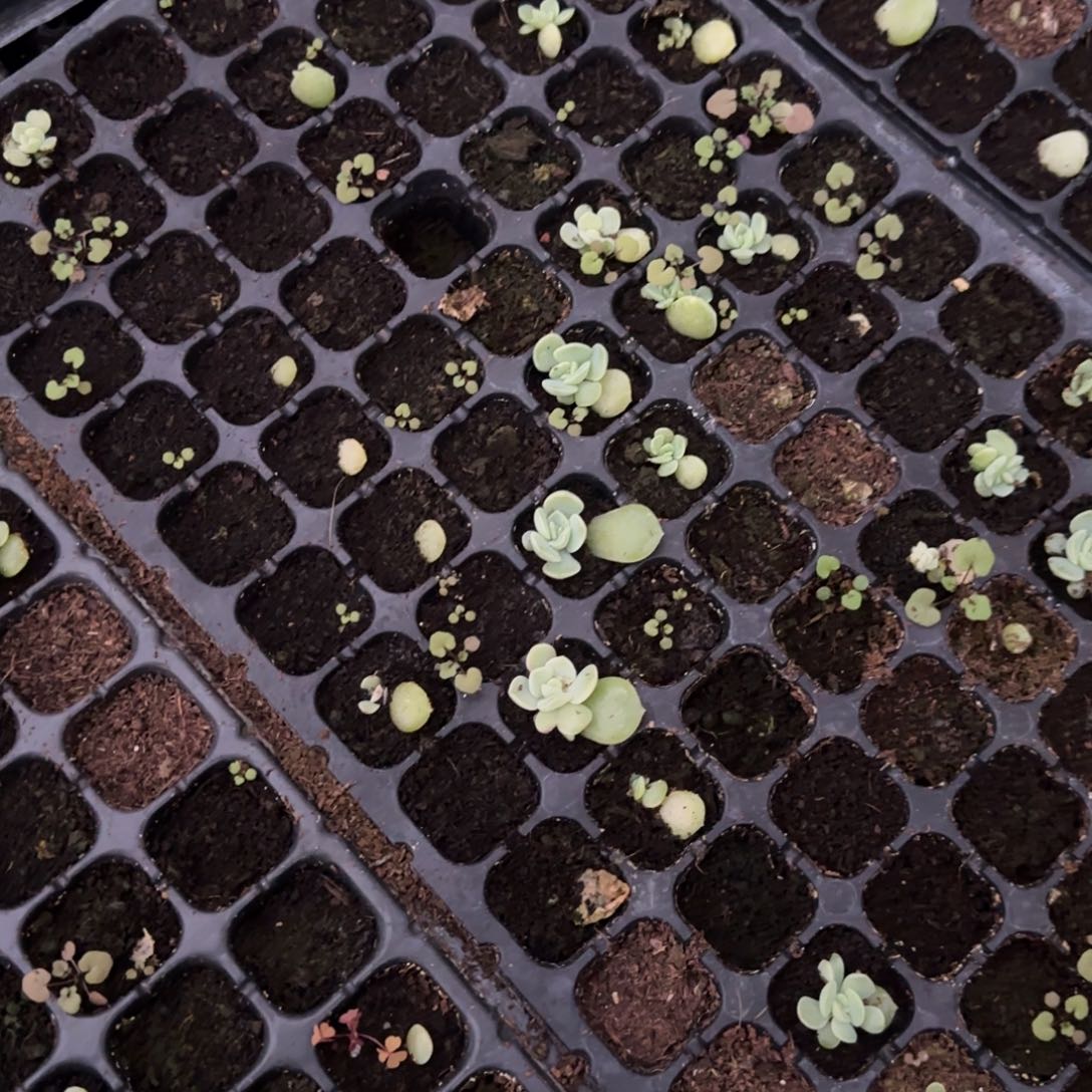 803 穴2个满25包邮