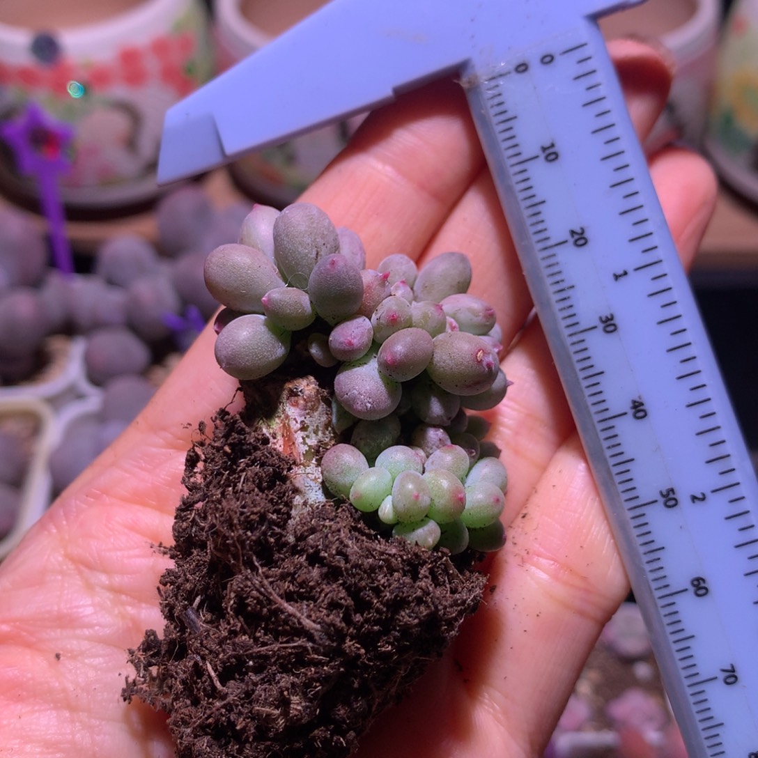 缀化瑕疵 瑕疵不售后
