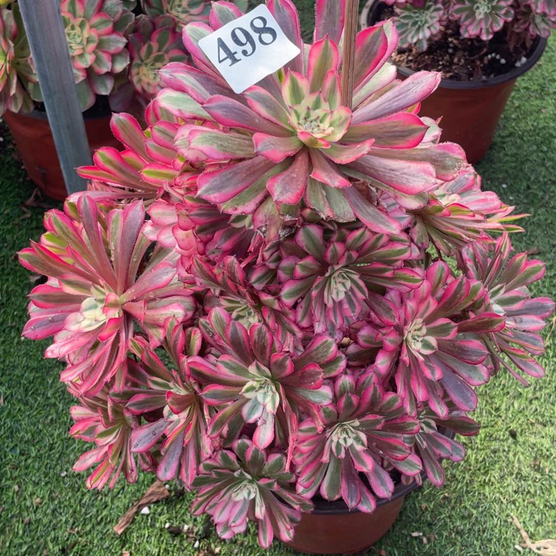 498精品法师红桐超白