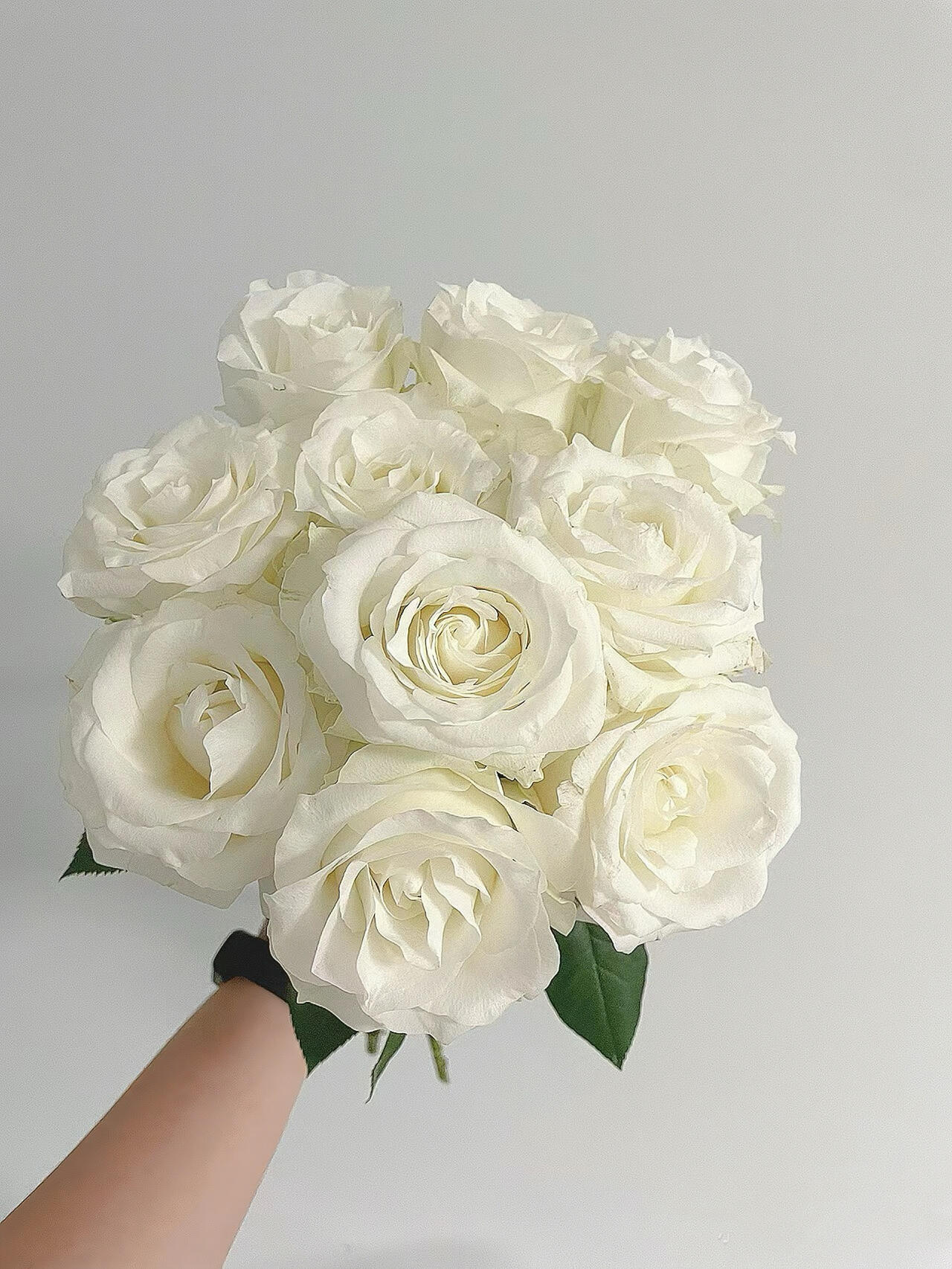 【买一送一】C级白玫瑰10支     云南基地鲜花 直发  家养水养