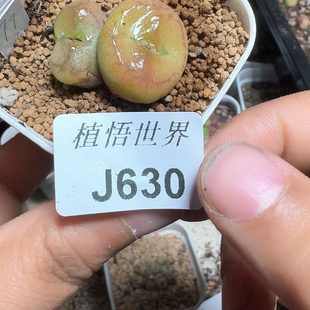 奥***饭630号多肉植物哇fv