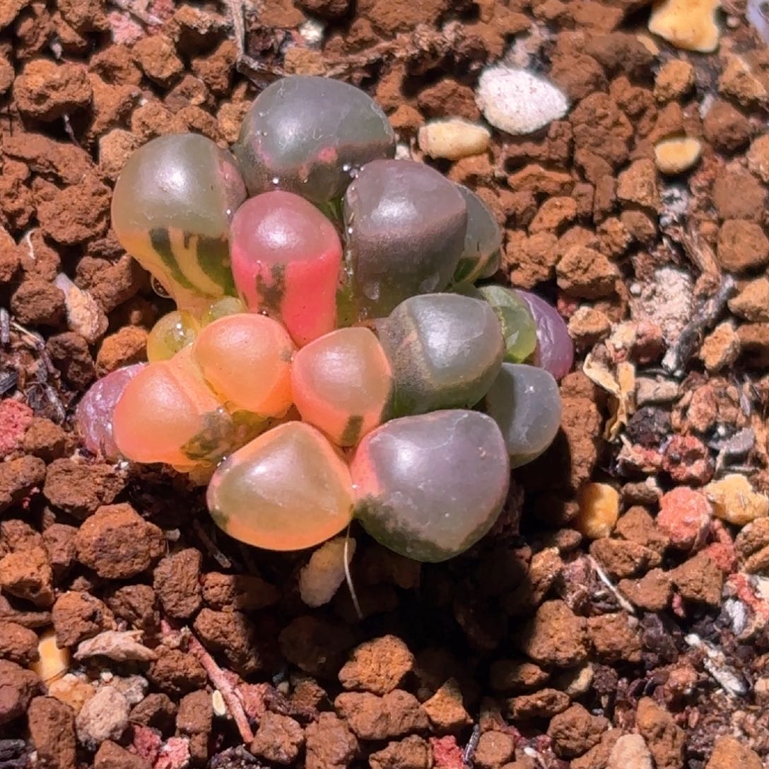 26号五十铃玉锦多肉植物锦一物一拍带盆土