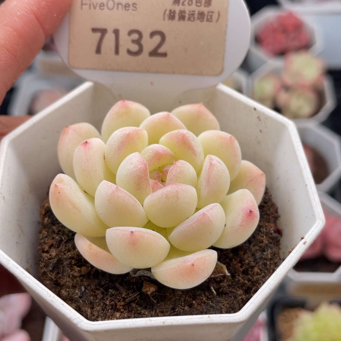 白桃汽水7132-5.0厘米