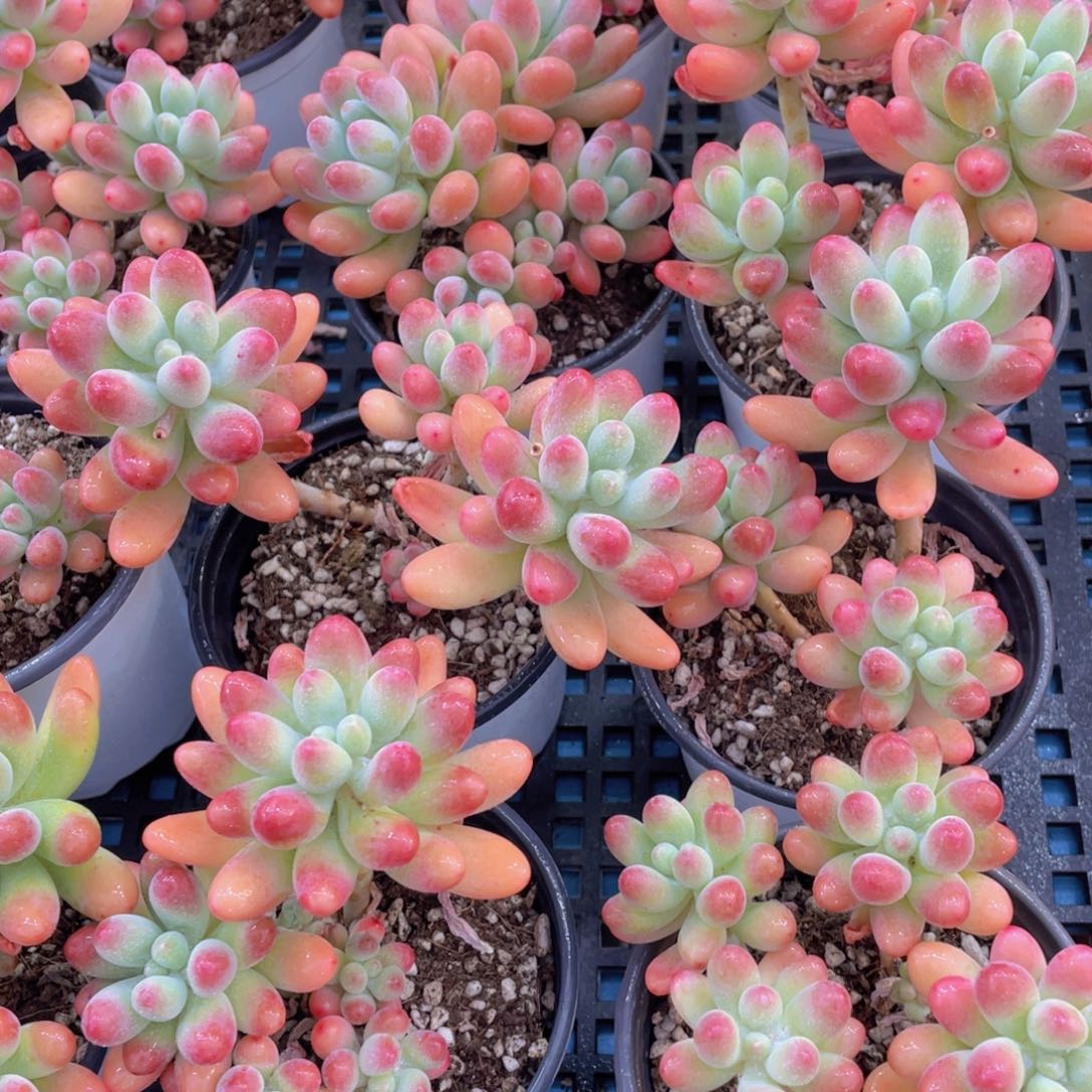 量拍49号 老桩多头精品胖大星群一个