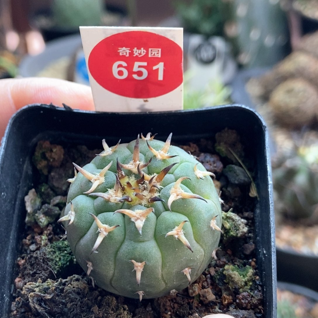 实生豪刺猫爪3.2cm