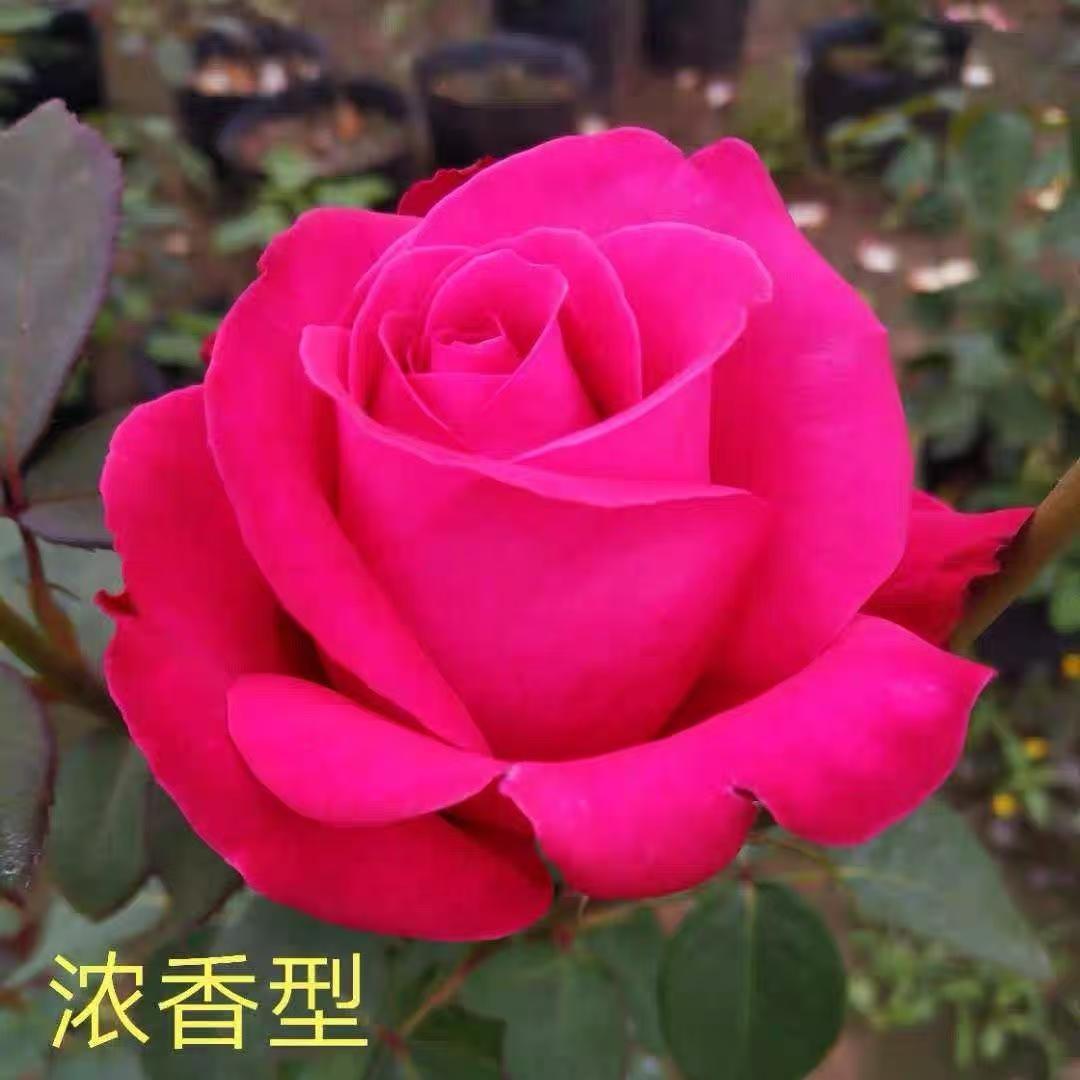 亚力克红棒糖发货造型月季盆栽庭院阳台四季开花玫瑰浓香好养