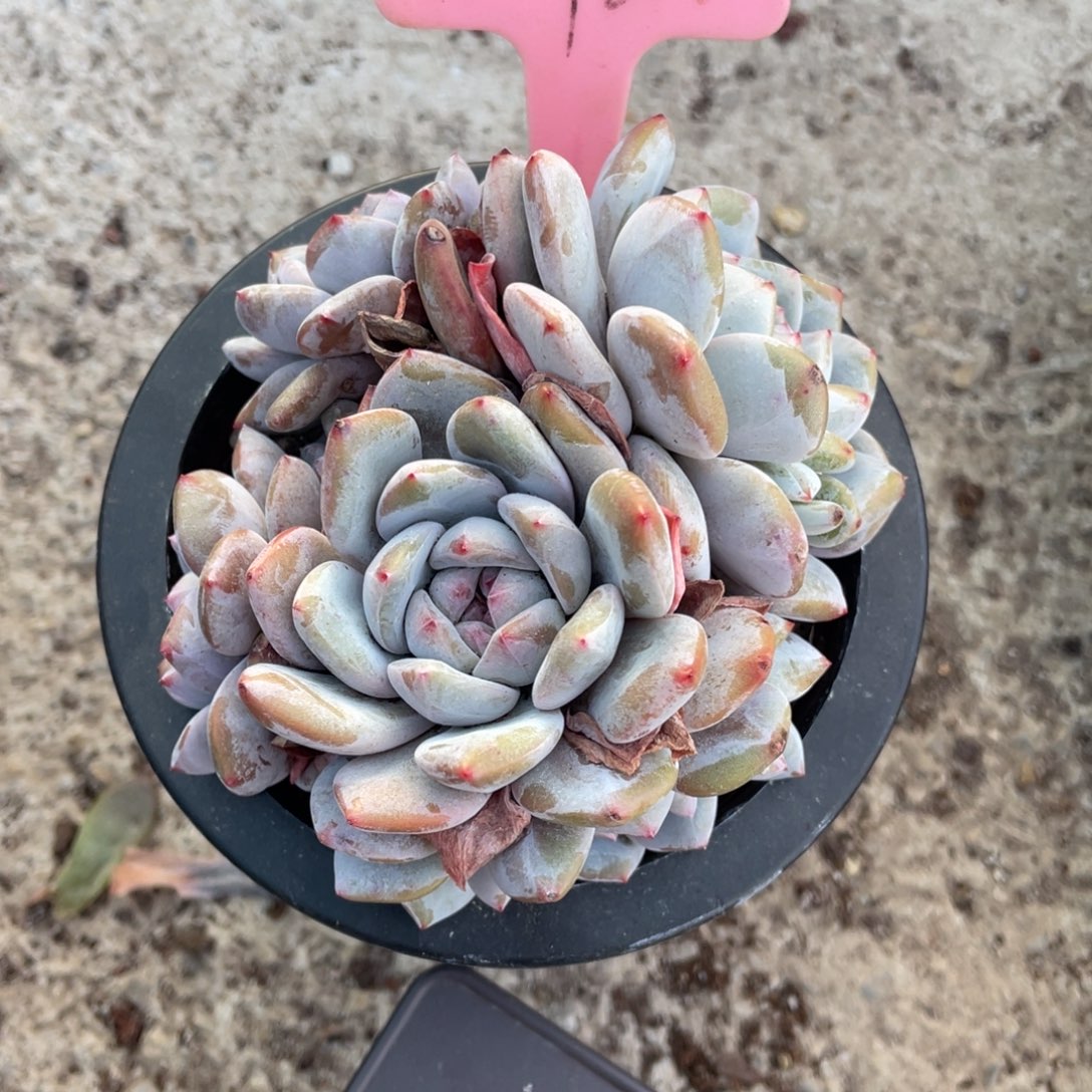 风***立星影多头群生196号