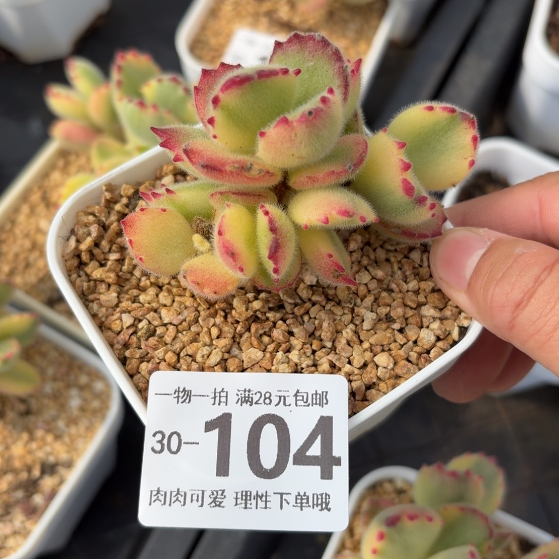 白熊小树桩无盆土发货