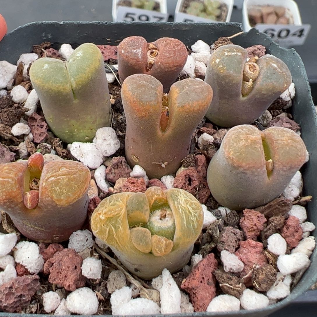 炸***包11.28好看的多肉脱土发货