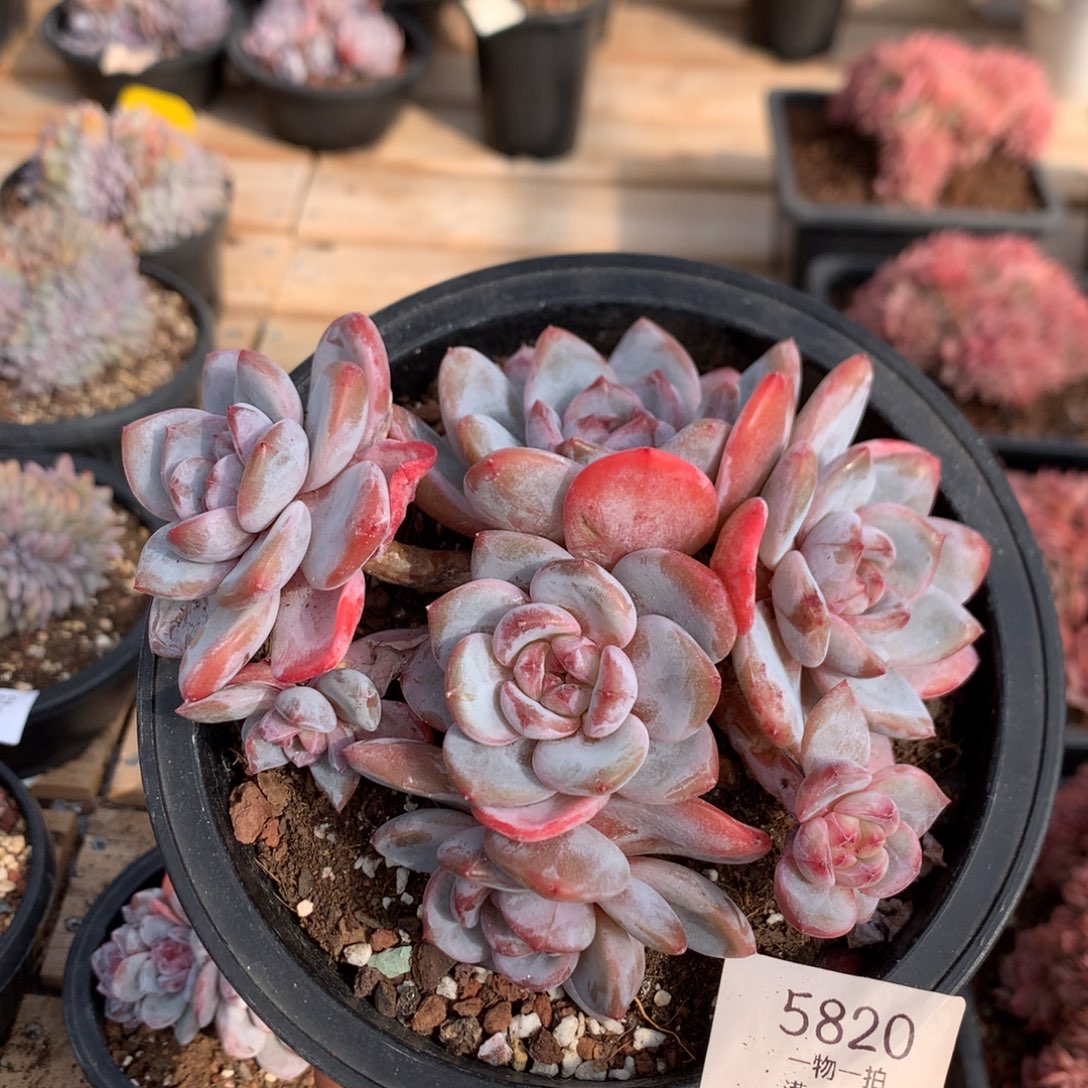 14厘米七头有砍红宝石溏心石榴籽 5820