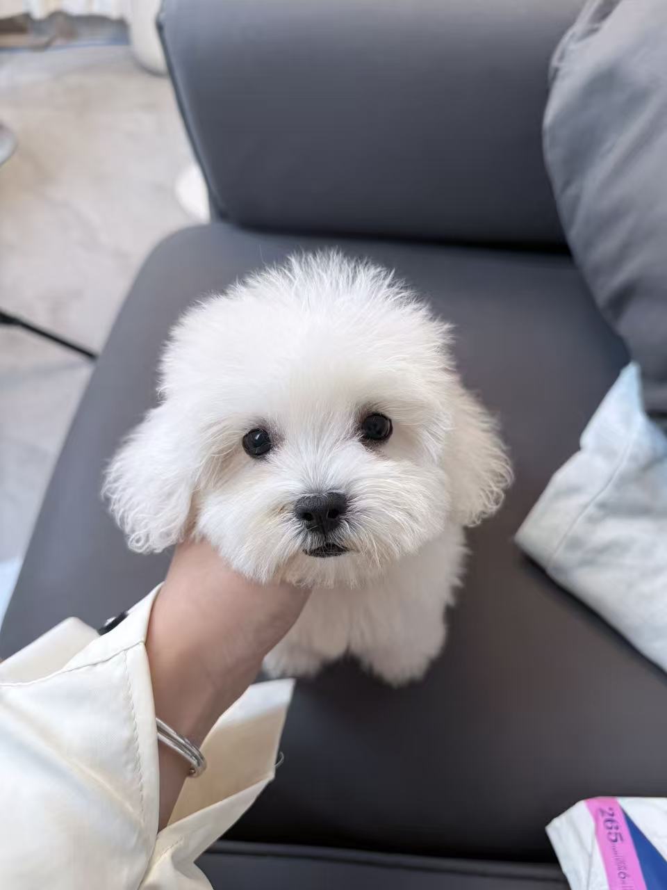 纯白马尔比